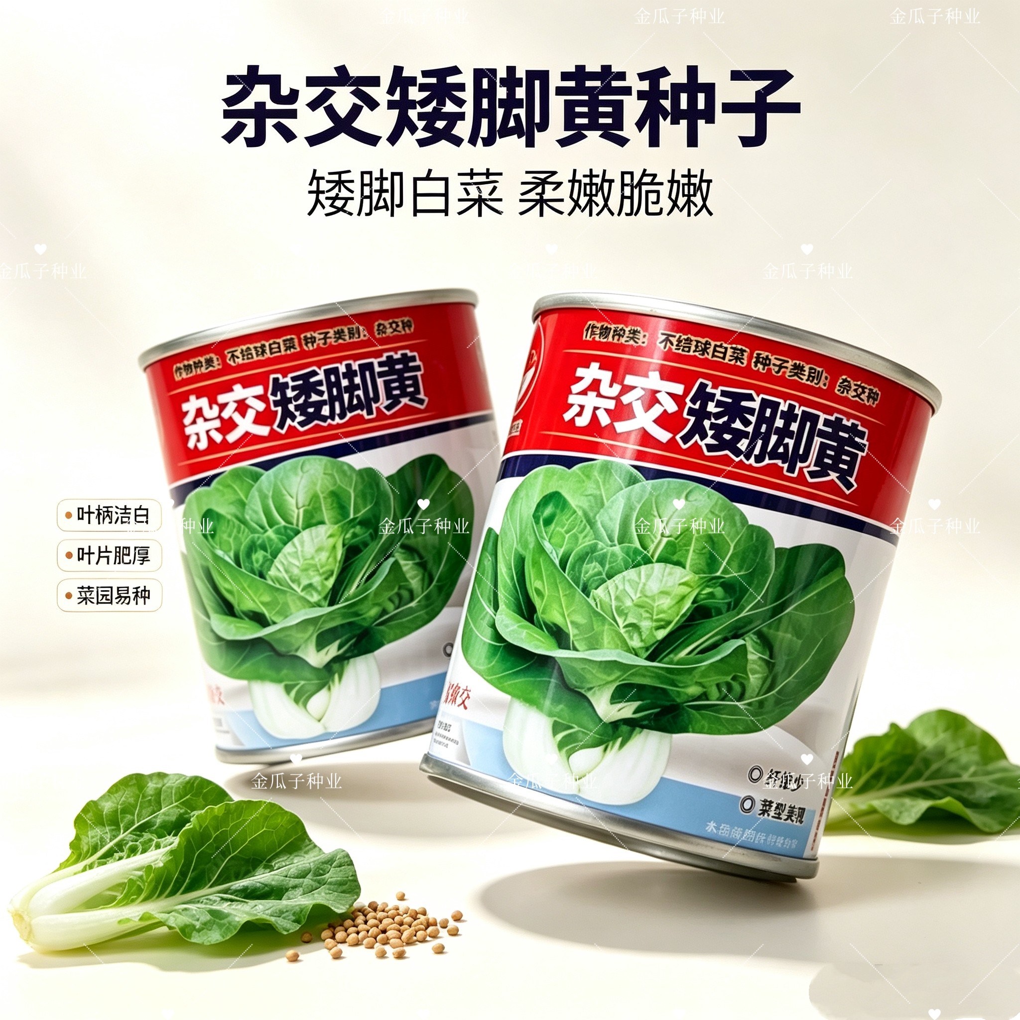 杂交矮脚黄种子束腰头大矮颗纤维少叶片圆叶柄扁平而白秋播蔬菜籽