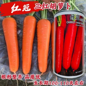 红冠胡萝卜种子耐热耐暑三红胡萝卜种籽脆甜成品率高农家基地种子