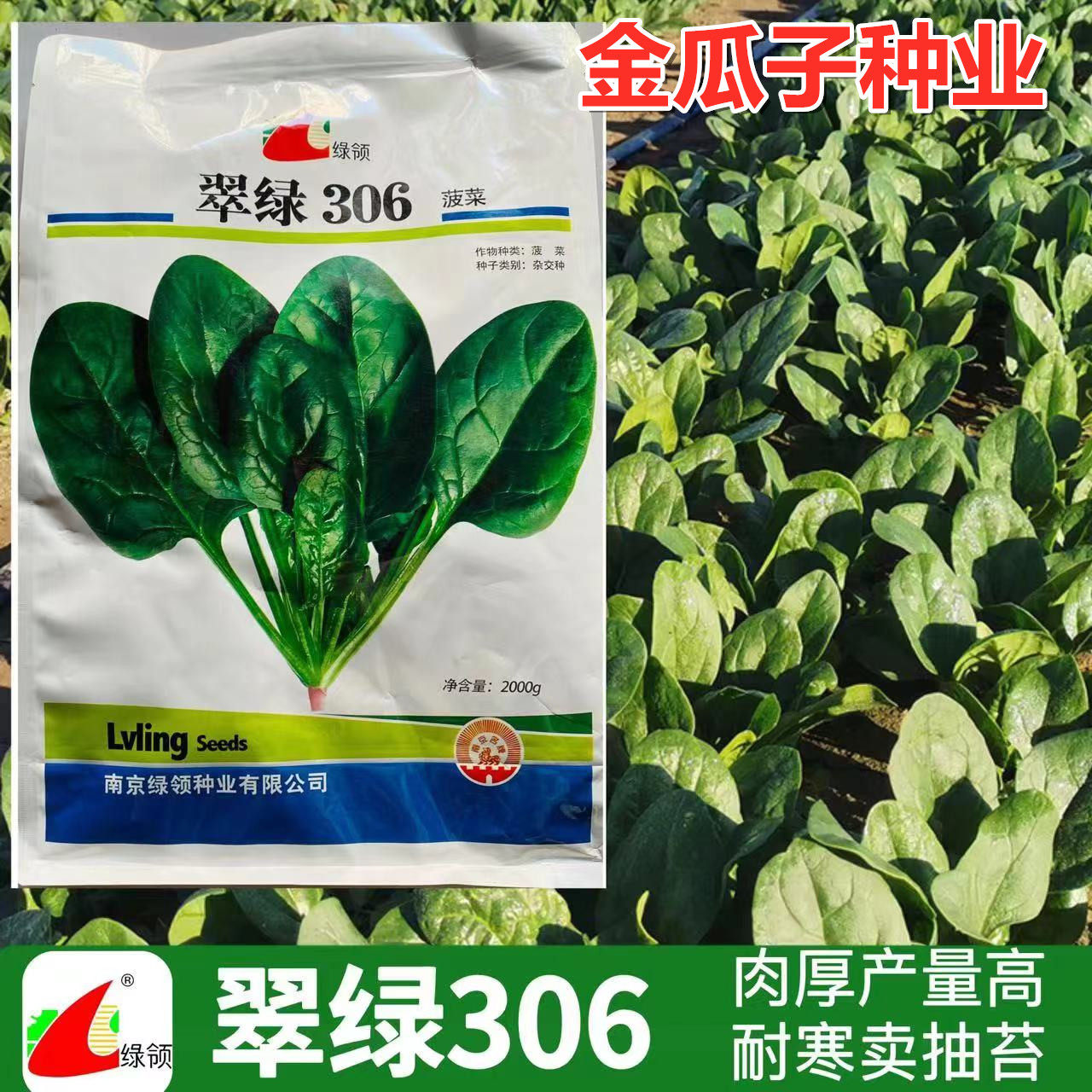 圆叶耐寒抗热菠菜种速生高产深绿
