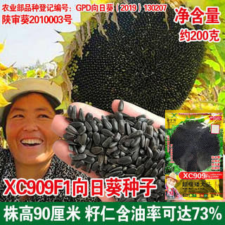 超级矮大头XC909油葵种子特大食用向日葵矮葵花种籽出油率高大盘