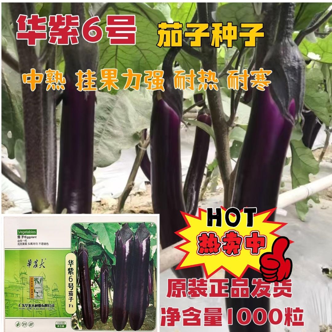 华农大华紫6号/8号茄子种子紫红烧烤茄子种籽大田基地春秋季播种