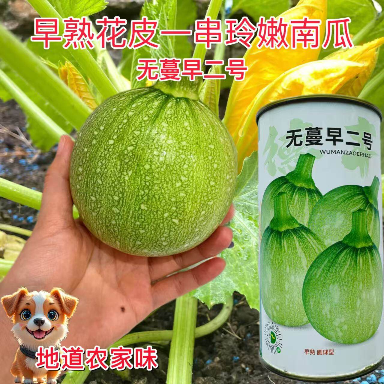无蔓早二号西葫芦种子圆球型嫩南瓜种子花皮肉质鲜嫩高产一串铃孑