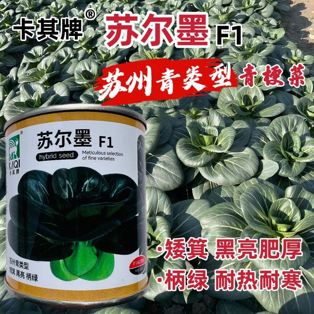 苏尔墨杂交青梗菜种子矮箕黑亮苏州青种子柄绿肥厚耐寒耐热大头菜