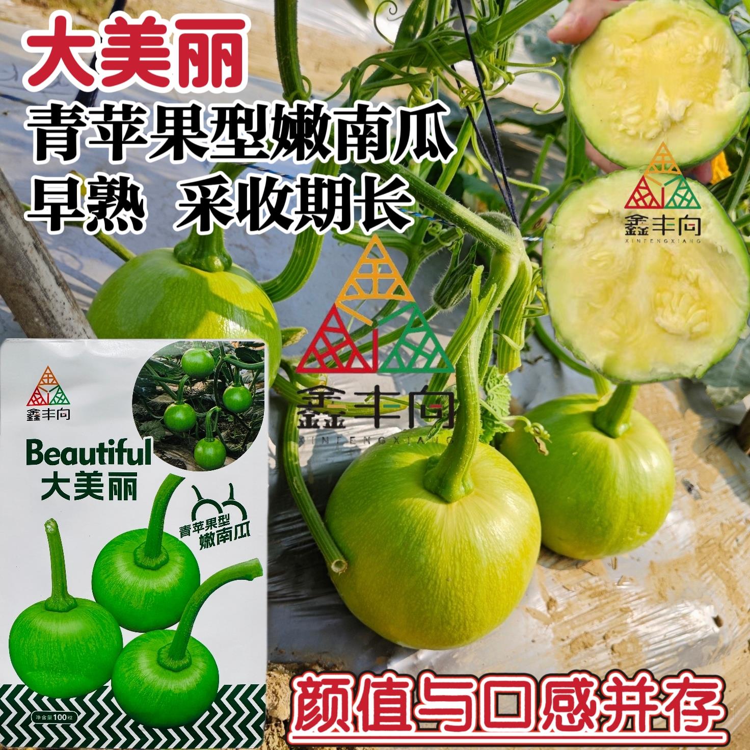 大美丽嫩南瓜种子早熟青苹果型一串铃南瓜种籽春秋抗病高产肉嫩黄
