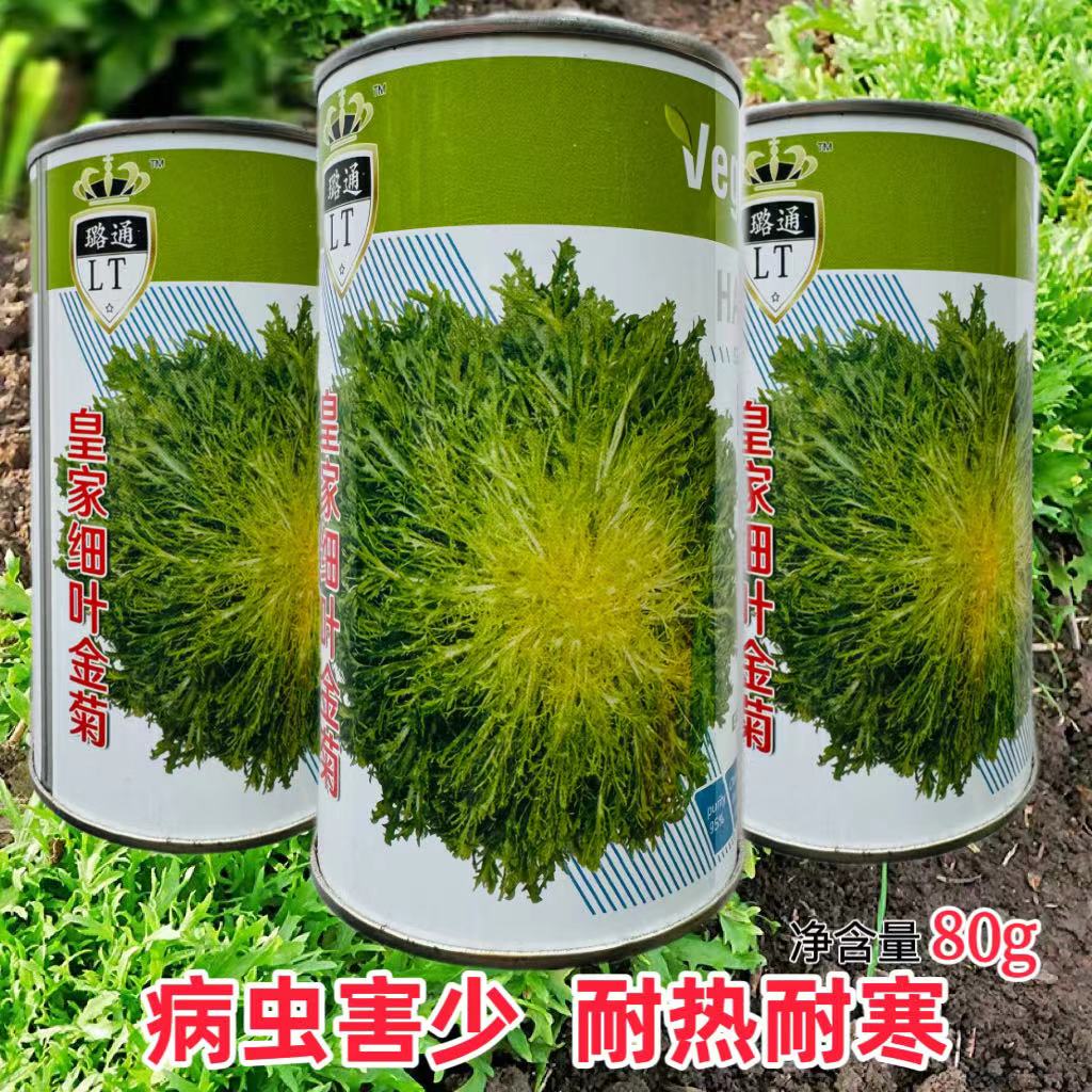 皇家细叶金菊苦菊种子碎叶黄心苦苣种籽南方北方春秋四季蔬菜种子