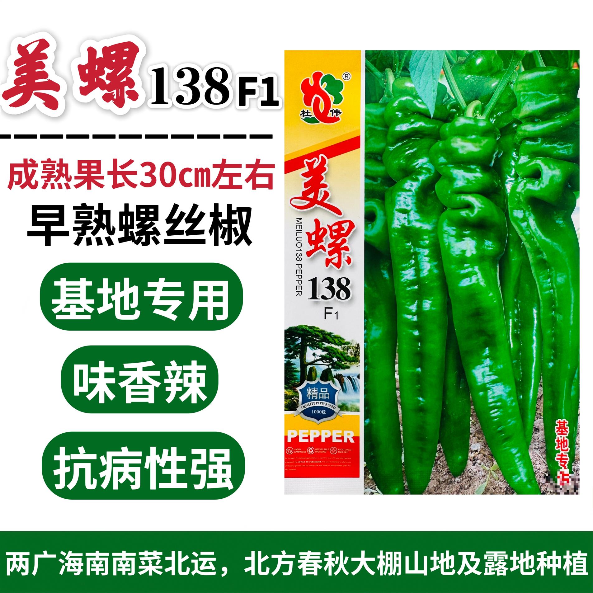 美螺138一代杂交螺丝椒种子早熟香辣螺丝辣椒种籽春秋大棚露地