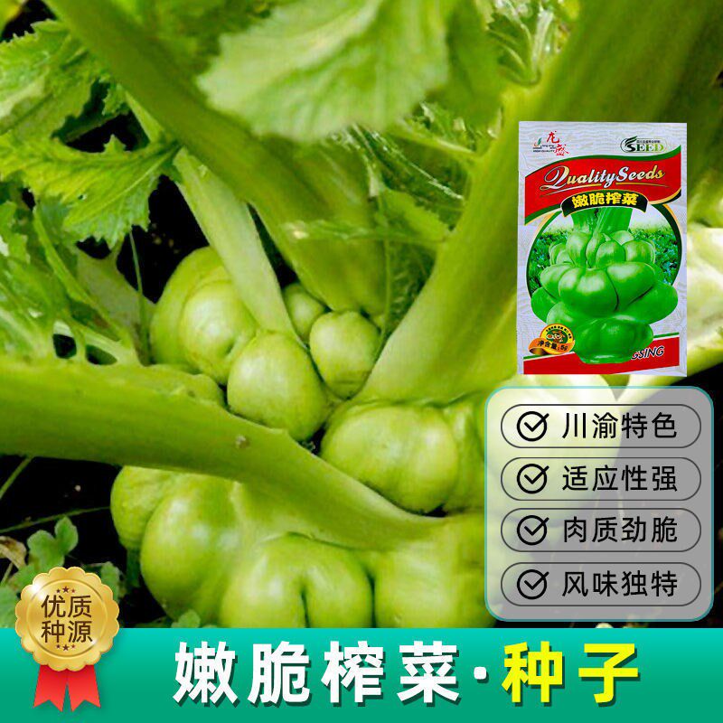 四川特产乌江涪陵嫩脆榨菜种子特大光头芥菜籽春秋冬四季播蔬菜孑
