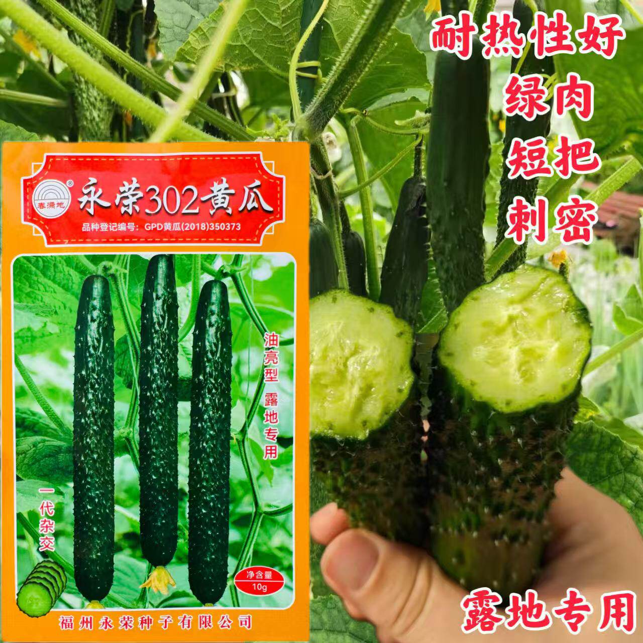 永荣302黄瓜种子油亮型刺瓜肉绿耐热耐湿抗病强春夏秋季蔬菜种孑