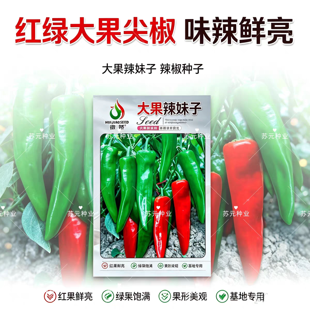 徽娇大果辣妹子薄皮辣椒种子青红两用小叶蔬菜种子早熟香辣高产孑