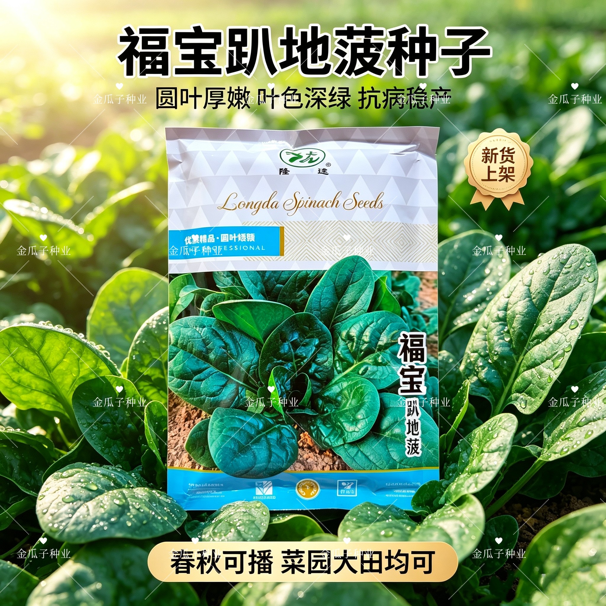 福宝趴地菠菜种子春秋冬季耐热耐寒耐抽苔圆叶矮棵菠菜种子蔬菜籽