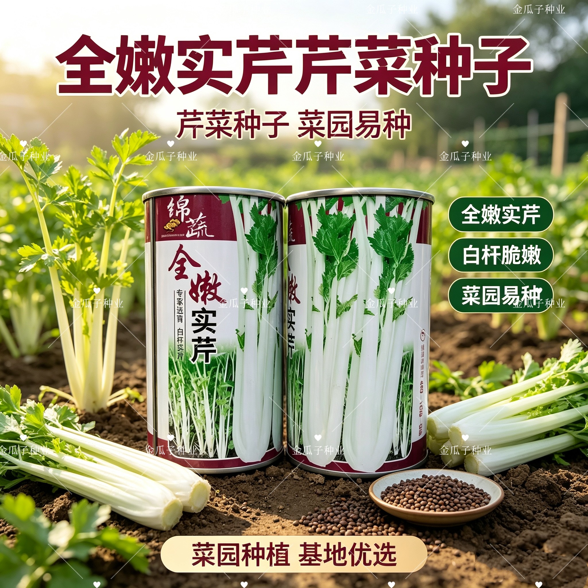 绵蔬全嫩实芹菜种子白杆实心香芹脆芹菜籽大叶耐热耐寒春秋四季播