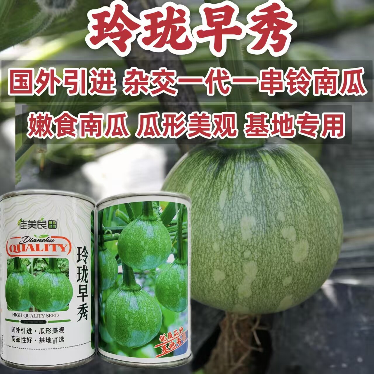 玲珑早秀南瓜种子杂交一串铃南瓜种子早熟嫩南瓜种籽脆甜基地专用