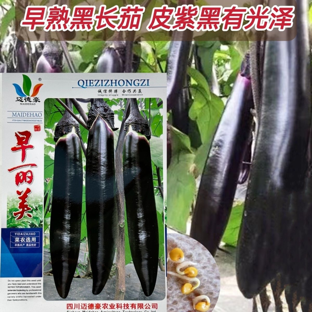 迈德豪早丽美黑长茄种子早中熟紫黑长茄种籽皮薄籽少顺直春秋播