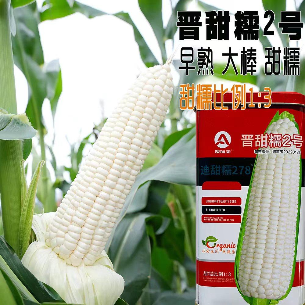 晋甜糯2号白甜糯玉米种子早熟大棒鲜食甜糯薄皮矮杆春秋玉米种孑
