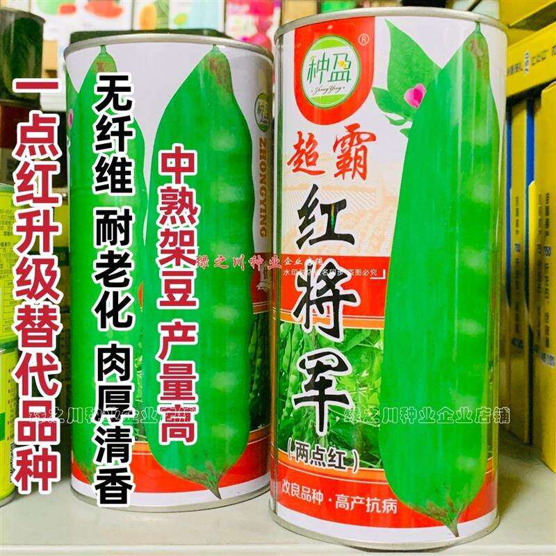 东北超霸红将军油豆种子四季豆角种籽大号高产北方两点红架豆种子