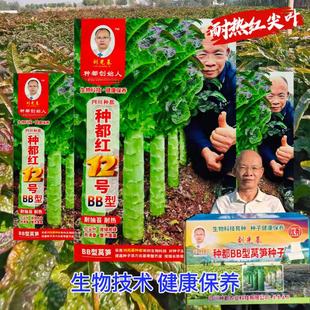 种都红12号莴笋种子香莴笋耐热型红尖叶淡青皮绿肉高桩型莴笋种籽