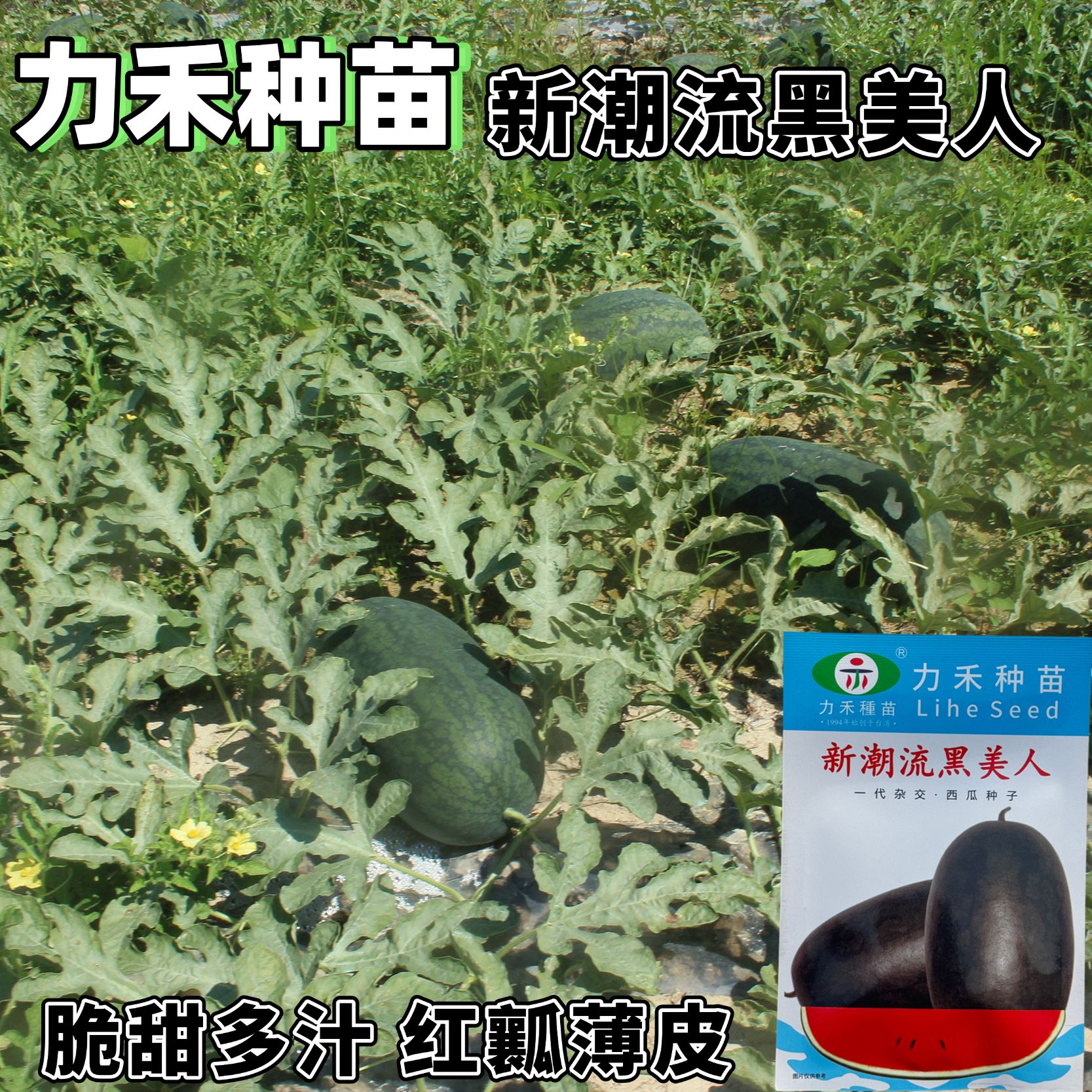 力禾种苗新潮流黑美人西瓜种子10克高抗大果黑美人西瓜种子皮薄孑