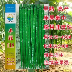 月丰种业丰胜118特长线椒种子杂交早熟抗性好膨果快中辣适应性广
