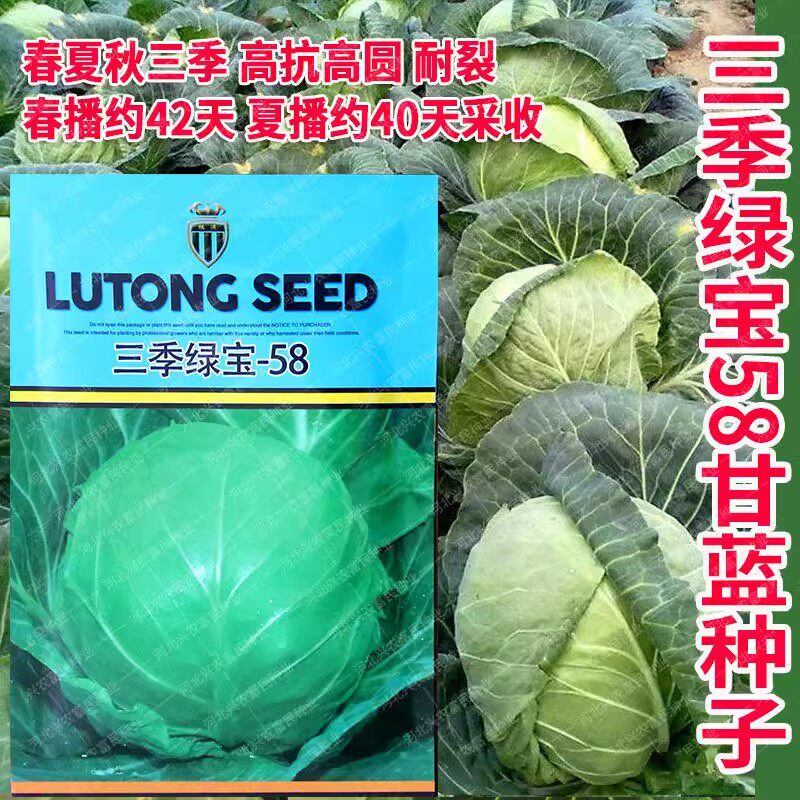 璐通三季绿宝58甘蓝种子三系杂交甘兰品种春夏秋包头菜种子耐裂球