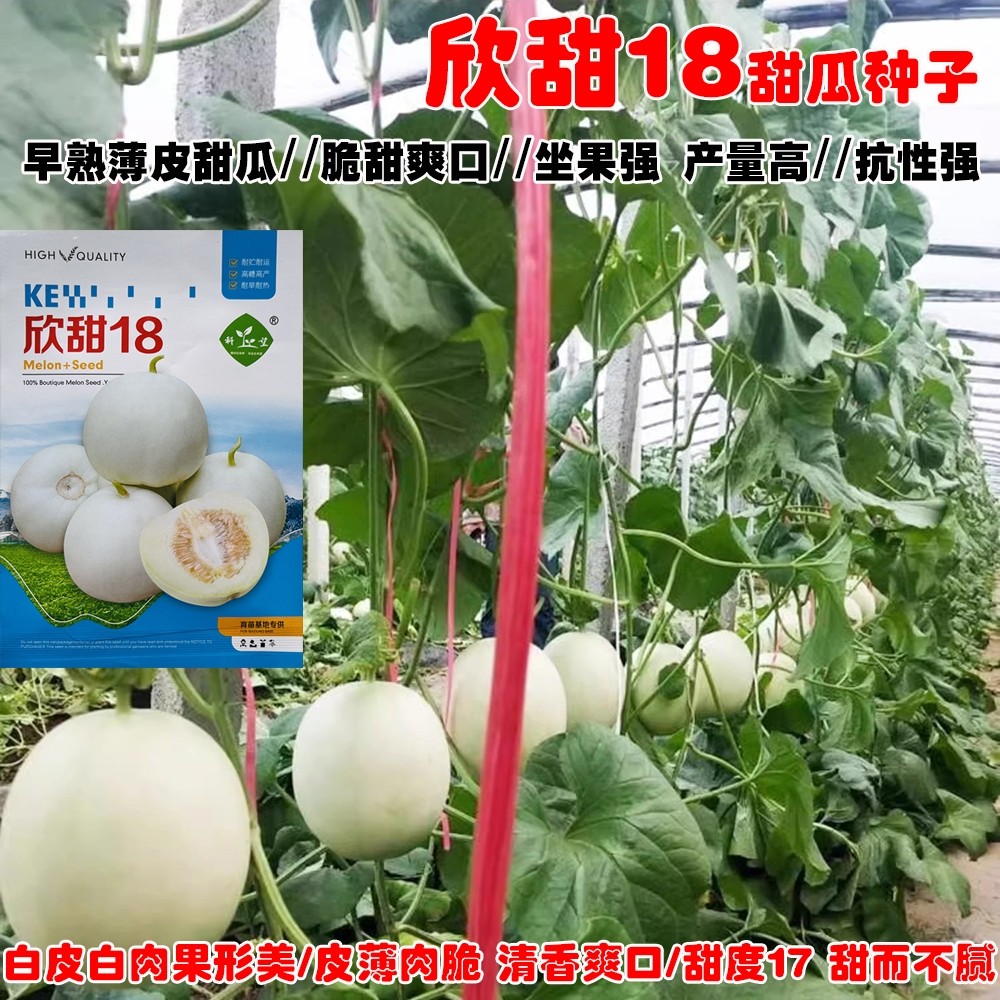 欣甜18香瓜种子早熟薄皮白皮白肉甜瓜种籽肉质香脆大田春夏种高产