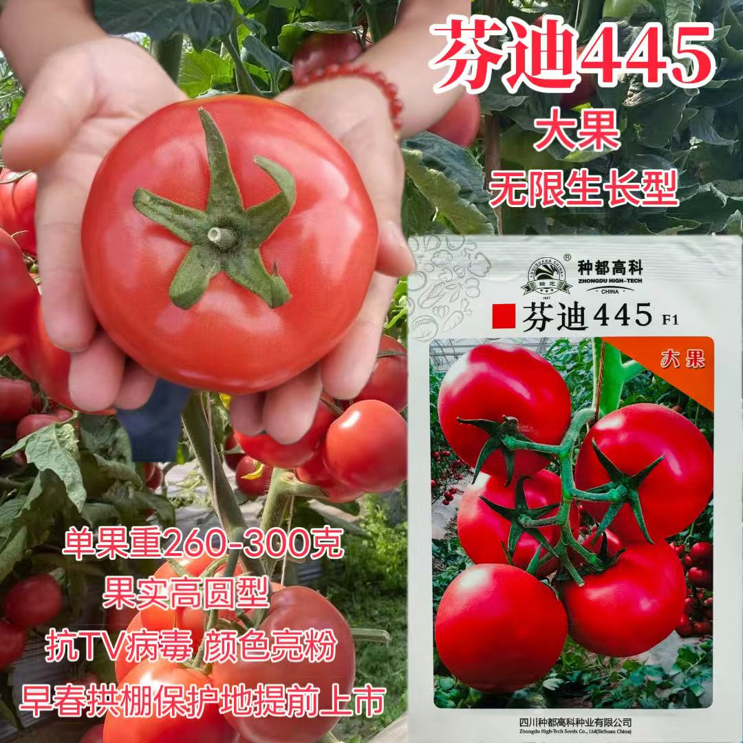 芬迪445番茄种子抗病高产硬果石头番茄基地大果西红柿籽