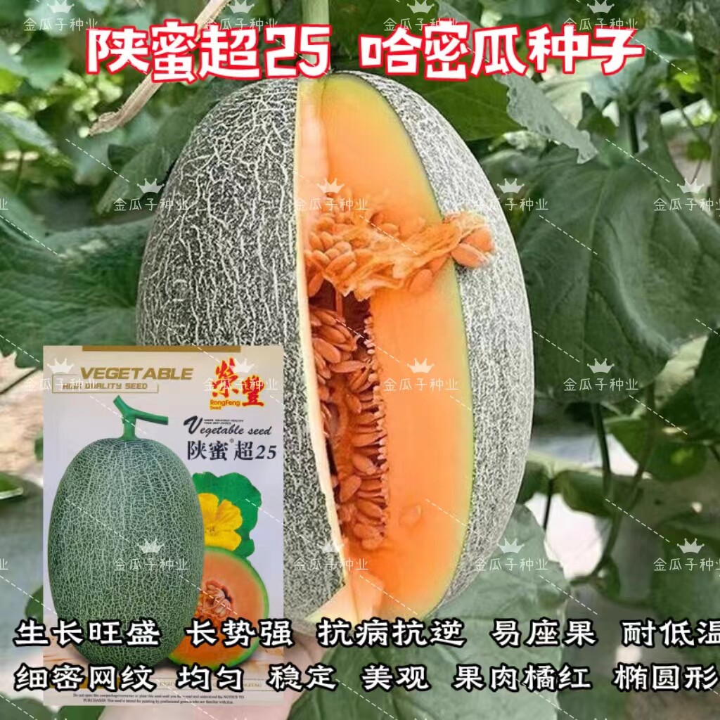 陕蜜超25哈密瓜高产抗病香甜红肉