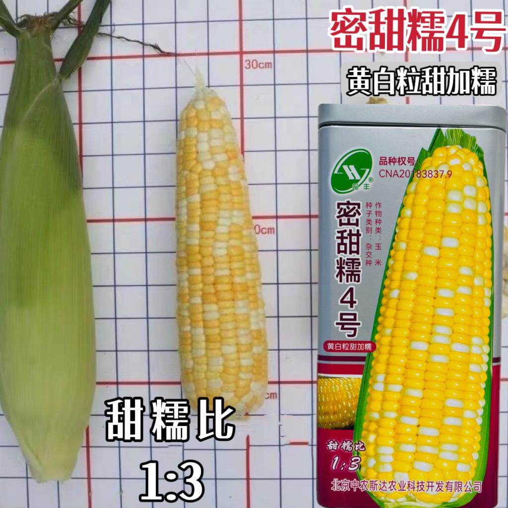 密甜糯4号玉米种子黄白甜糯玉米种籽大棒高产抗病耐旱春糯玉米种