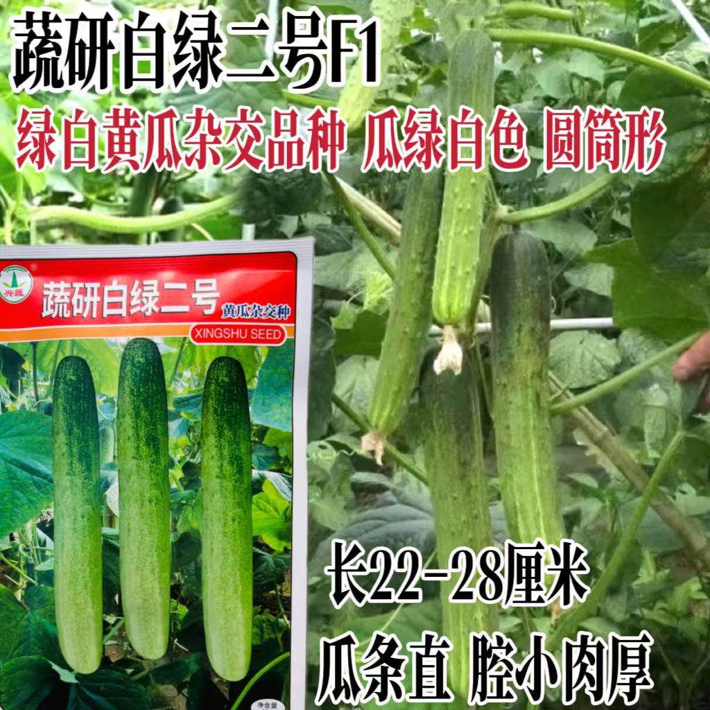 蔬研白绿二号杂交黄瓜种子强雌性绿白皮黄瓜种子南北方春秋四季播