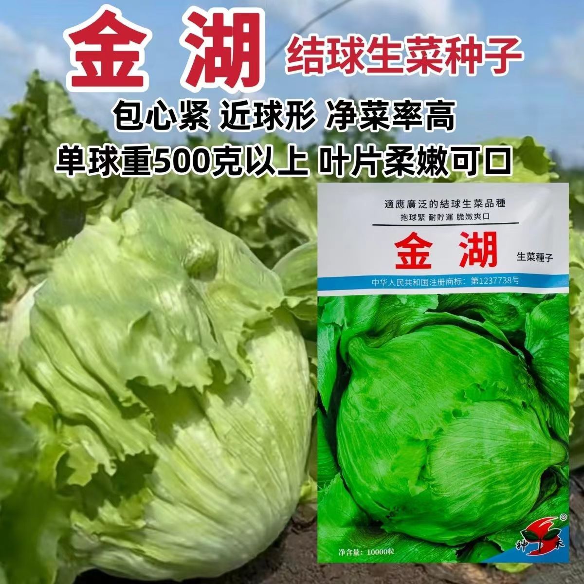 生菜种子结球球形生菜种籽西水培圆蔬菜四季春季菜籽蔬菜种孑春秋