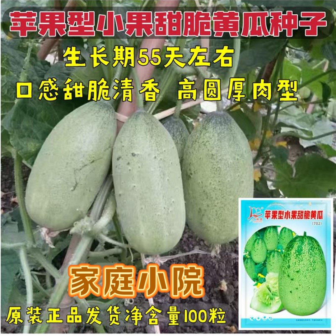 苹果小果甜脆黄瓜种子早中熟高圆厚肉型小果黄瓜种籽四季蔬菜种子