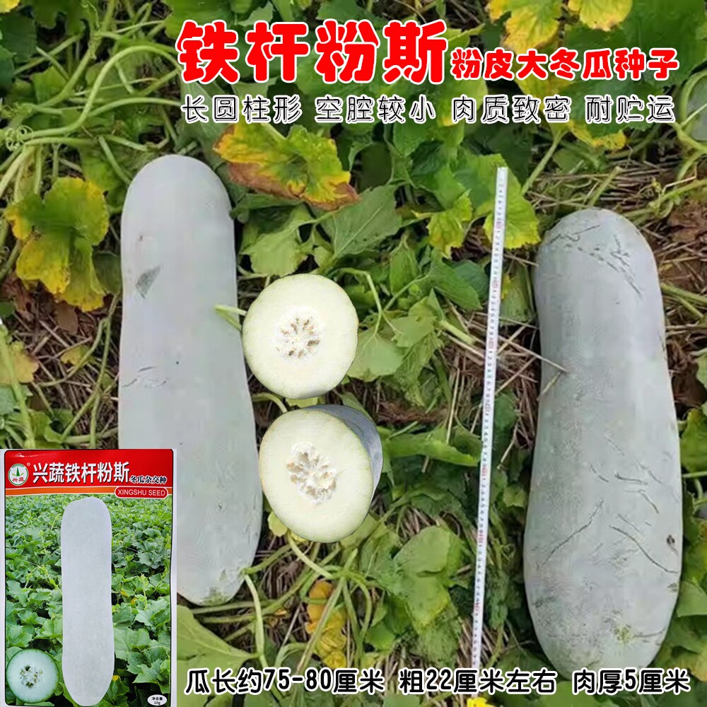 兴蔬铁杆粉斯杂交白皮冬瓜种子肉厚腔小产量耐贮粉皮冬瓜种籽孑