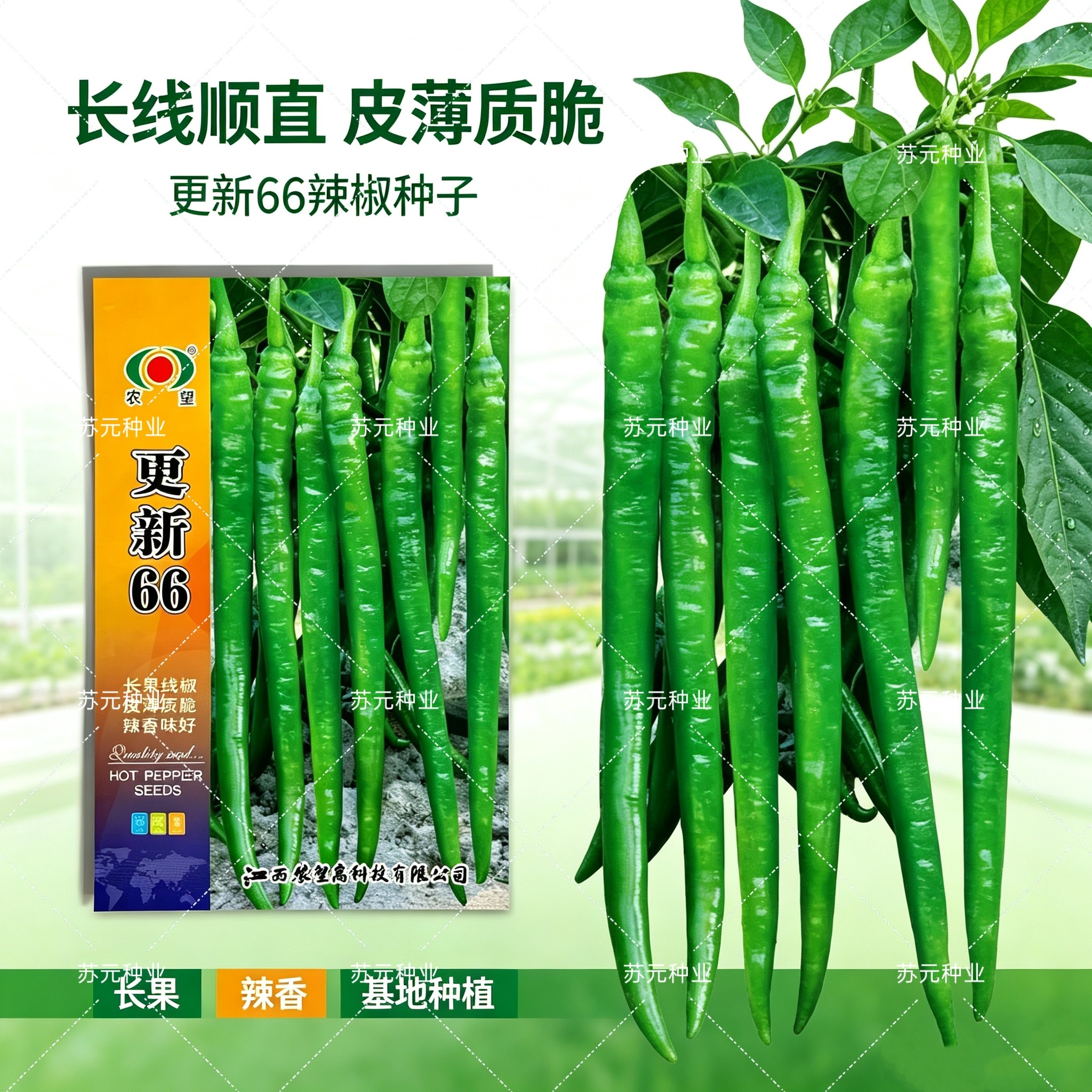 更新66辣椒种子红椒特长高产抗病薄皮香辣二荆条线椒大棚蔬菜种籽