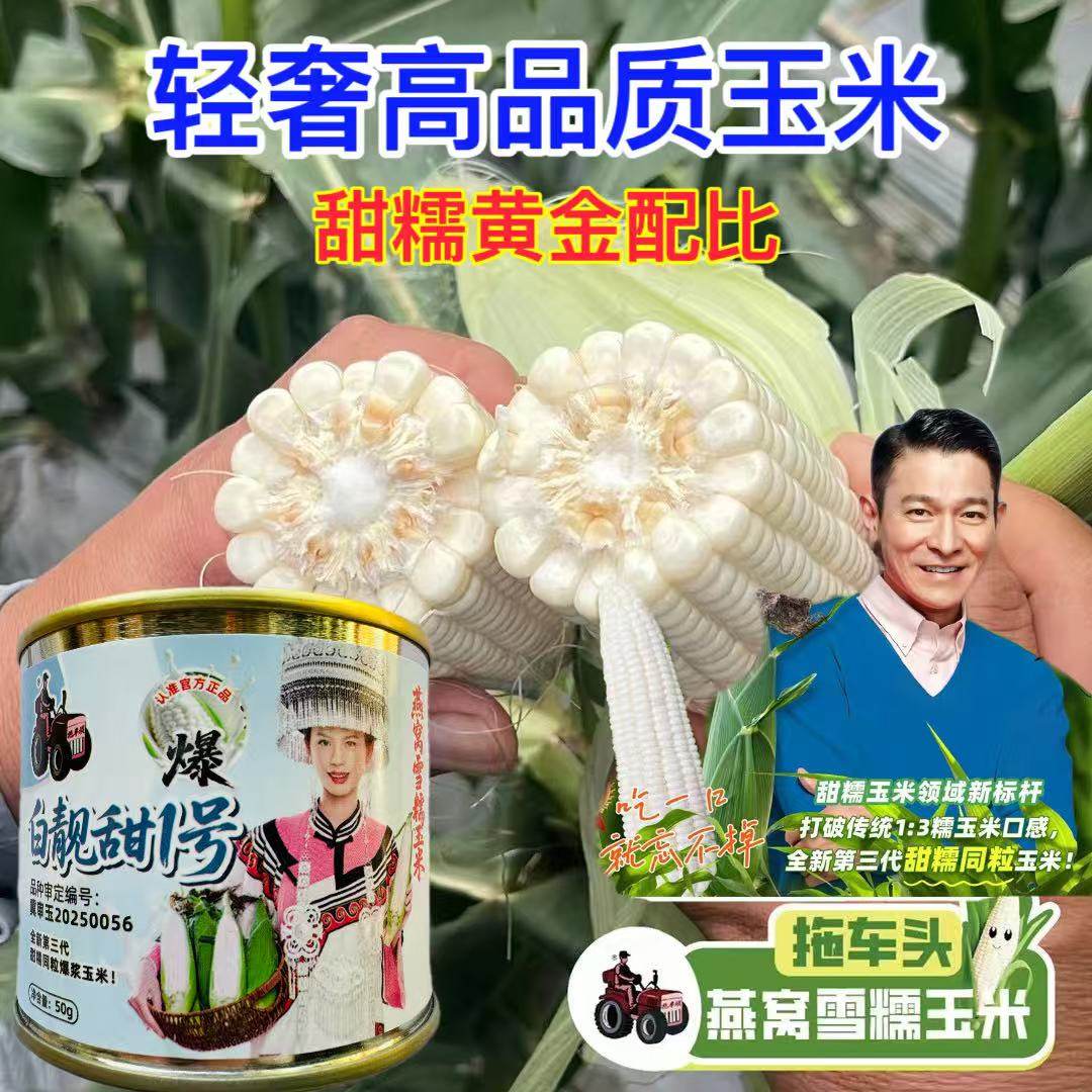 白靓甜1号糯玉米种子高产大棒甜糯玉米种籽春夏秋播燕窝雪糯玉米