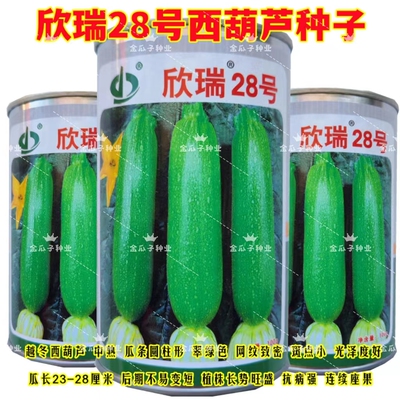 欣瑞28号西葫芦抗病高产翠绿色