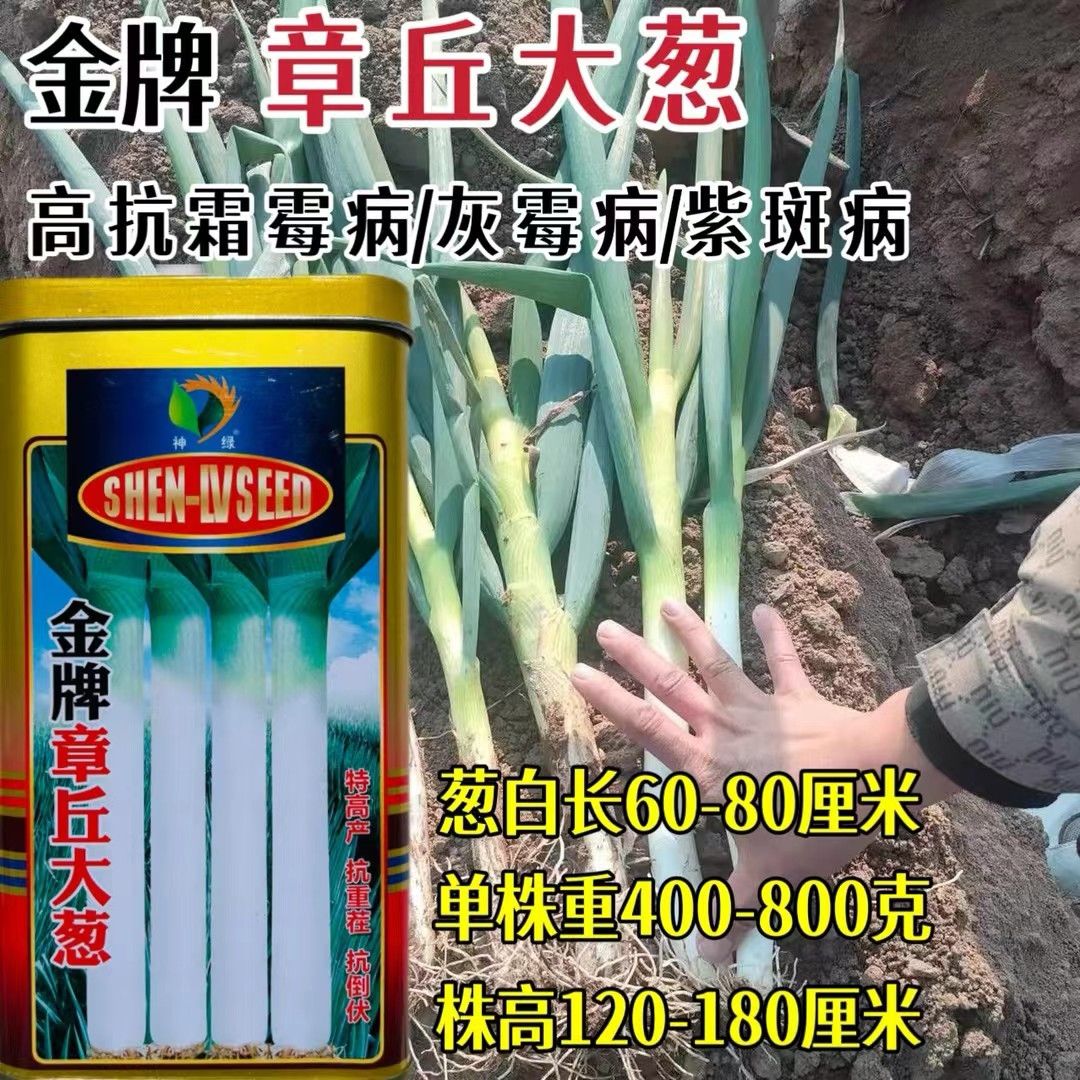 山东章丘大葱种子四季葱种子葱苗蔬菜种籽香葱小孑葱籽蔬菜葱种籽