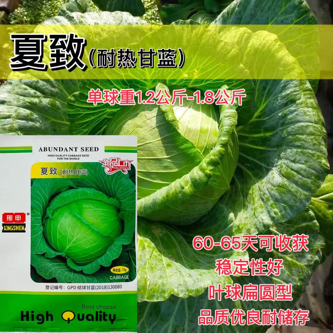 夏致甘蓝种籽扁圆球型抗热抗病绿球甘蓝新品种耐高温包头菜种子