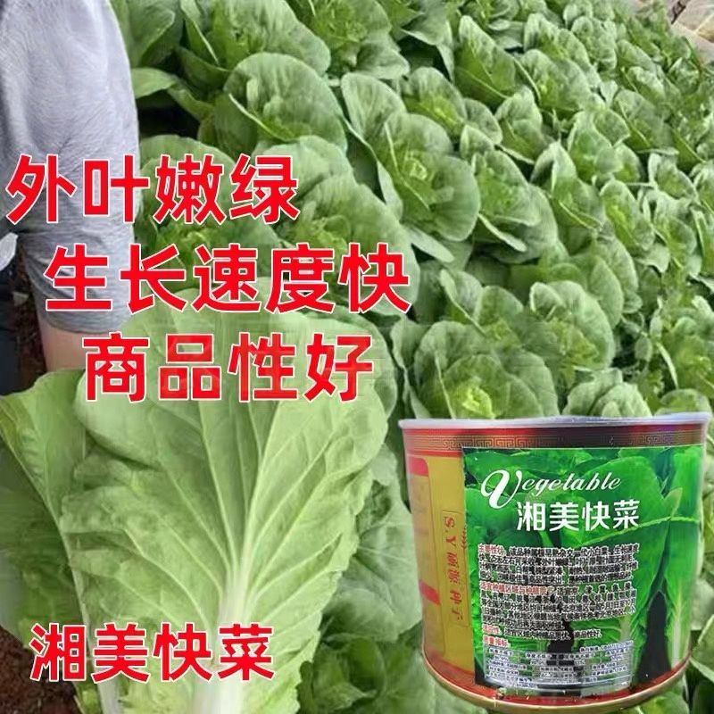 湘美快菜种子早熟高产耐热耐寒耐抽苔小白菜毛白菜种籽南北春秋播