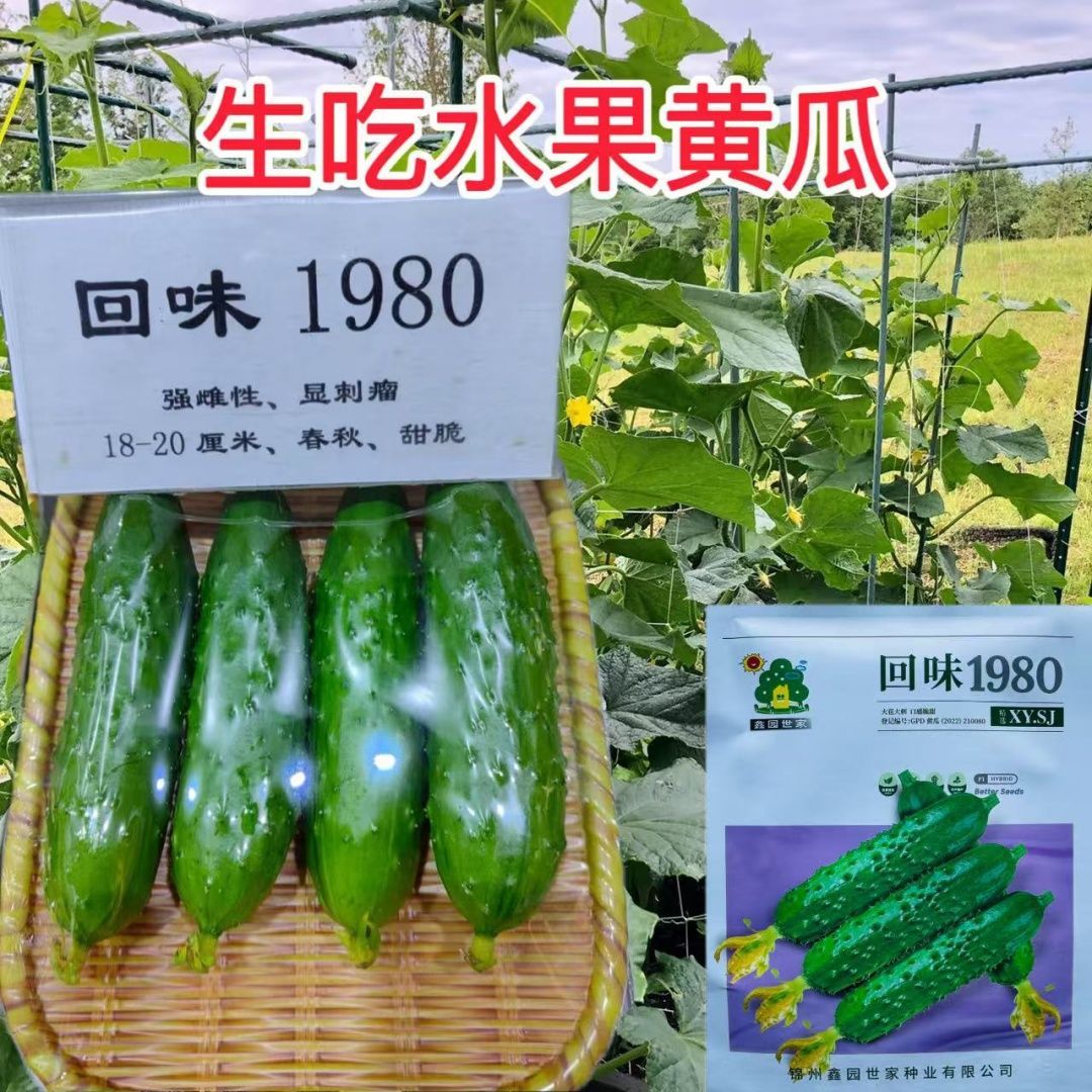 回味1980黄瓜种子高产抗病强雌性大苞大刺水果黄瓜种子甜脆青瓜种