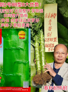 种都青香剑二号BB型三青莴笋种子绿尖叶粗棒高产耐热耐寒秋播莴笋