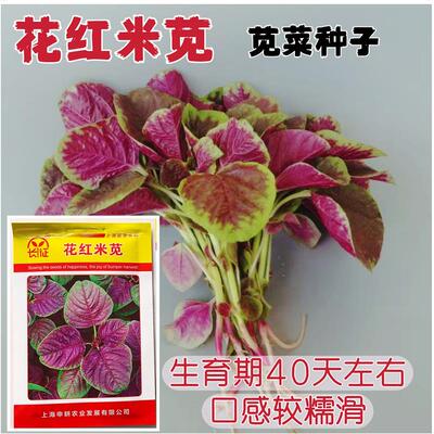 花红米苋早熟苋菜种子紫红色口感糯滑再生性较强红苋菜种籽春秋