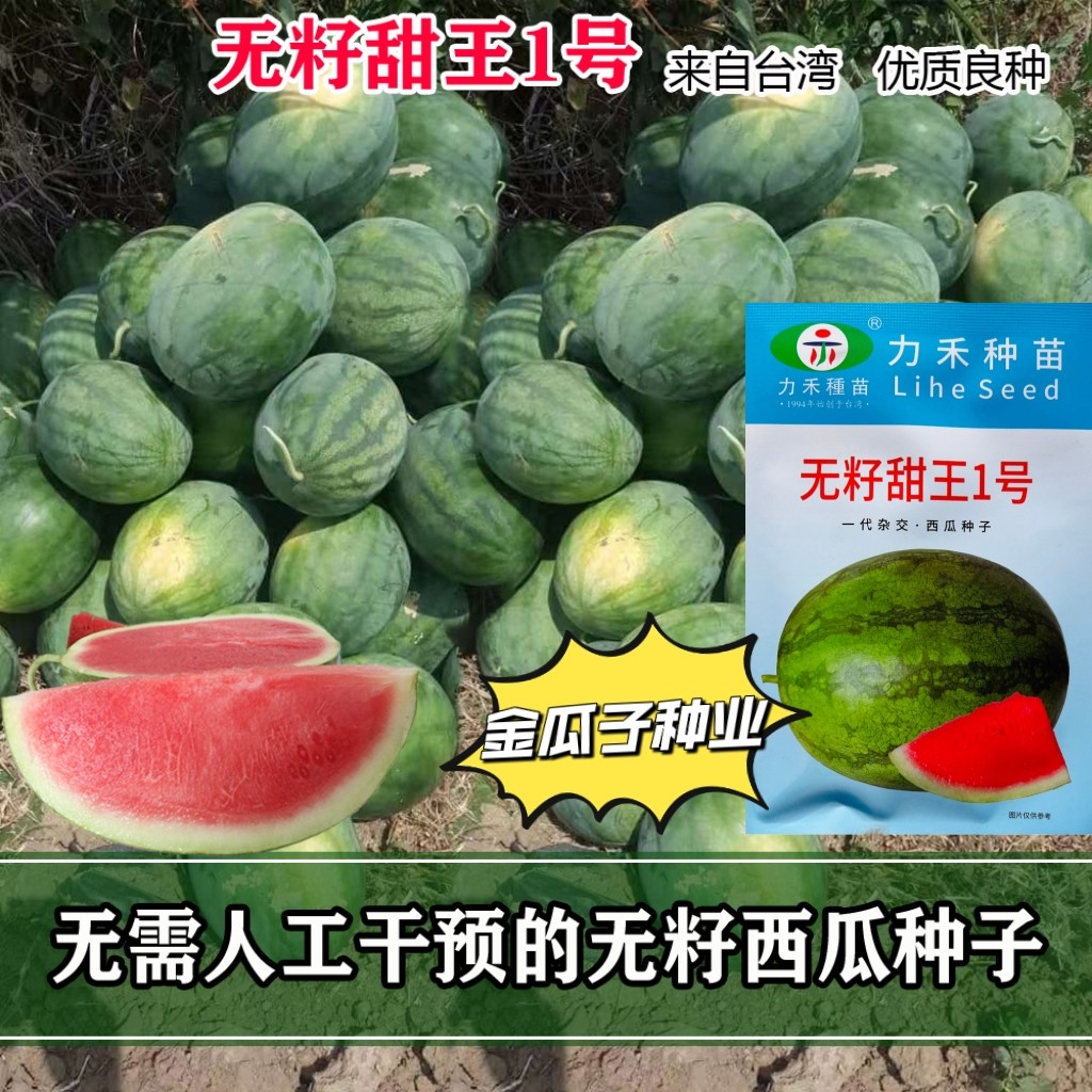无籽甜王1号西瓜种子高圆球型易坐果红瓤口感脆甜西瓜种籽果皮韧