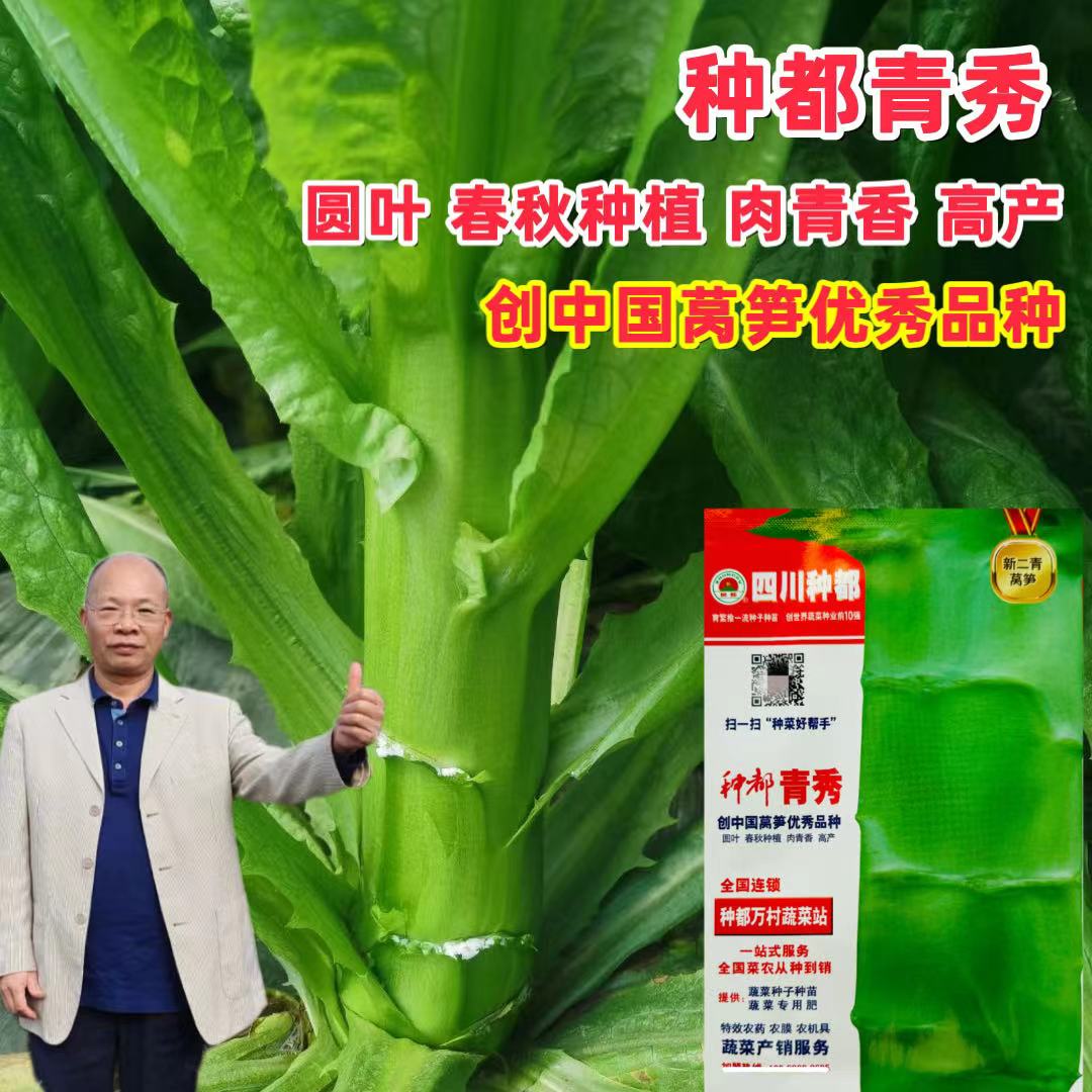 种都青秀莴笋种子耐寒椭圆叶高桩香莴笋种籽春秋季青皮绿肉莴苣籽