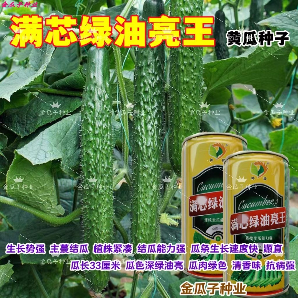 满芯绿油亮王黄瓜种子绿皮长条黄瓜种籽清香顺直密刺瓜色深绿黄瓜
