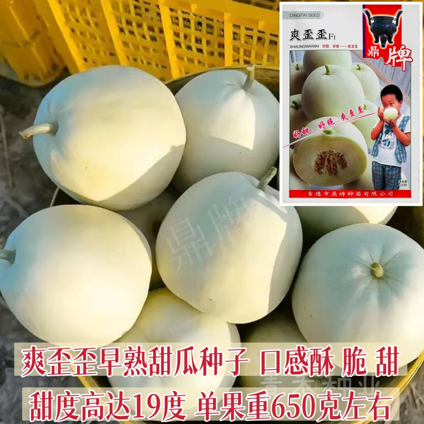 甜瓜种子爽歪歪甜瓜种籽早熟高糖脆甜皮薄肉厚酥脆耐裂水果瓜种子