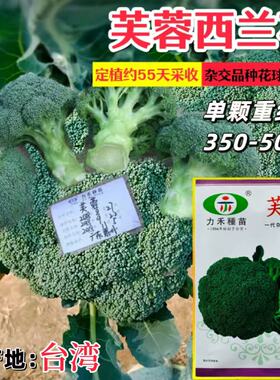 力禾芙蓉西兰花种子杂交高圆型早熟花椰菜绿色菜花籽四季播蔬菜种
