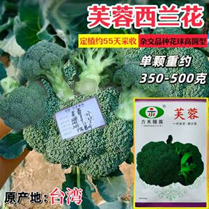 力禾芙蓉西兰花种子杂交高圆型早熟花椰菜绿色菜花籽四季播蔬菜种