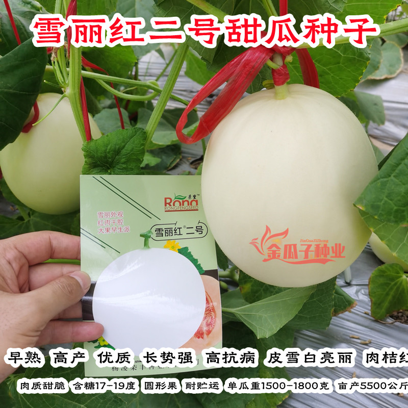 雪丽红二号甜瓜种子白皮红肉香瓜种子早熟高产抗病强甜度高超甜脆