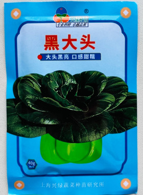 兴绿黑大头青菜种子叶深绿色有光泽耐寒抗病能力较强味香浓口感好