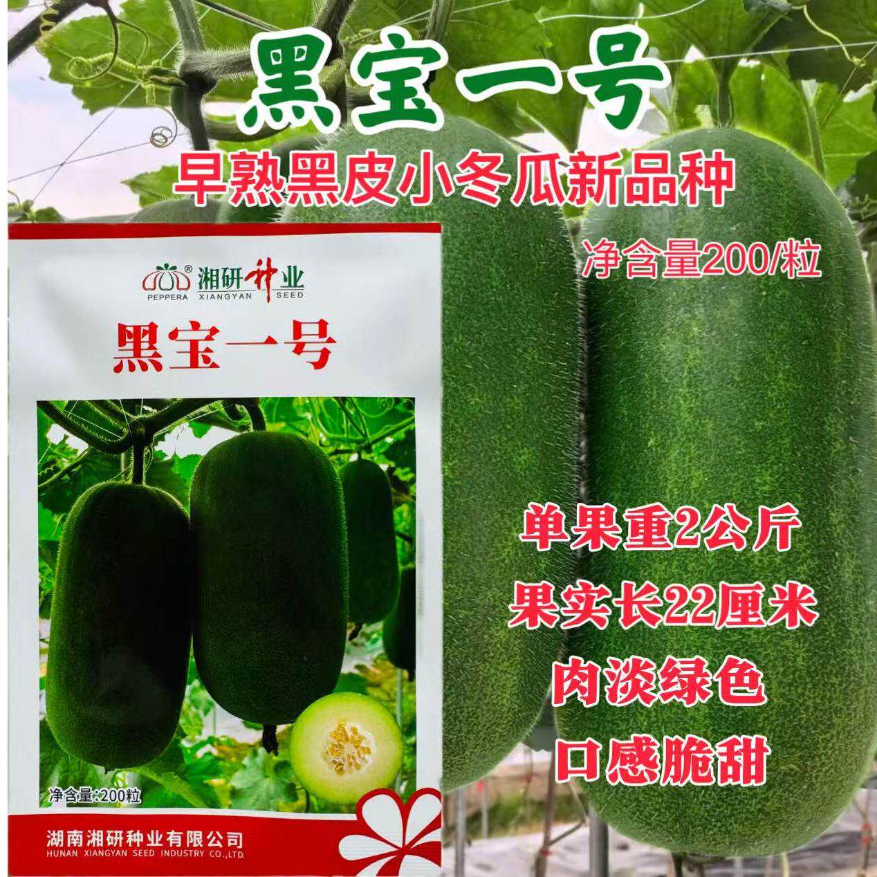 湘研种业黑宝一号早熟黑皮小冬瓜新品种水果冬瓜大棚露地播200粒
