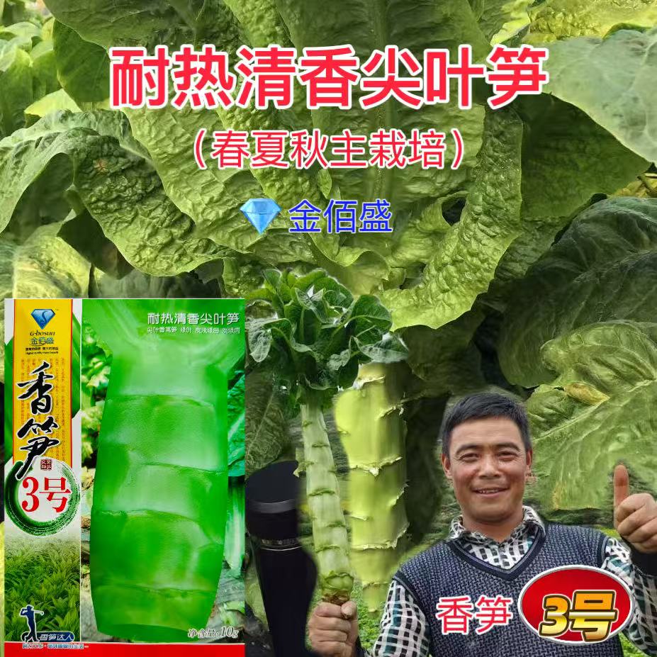 莴笋种子香笋3号莴笋种子抗病皮嫩浅绿油亮肉浅青绿翠嫩莴笋种子